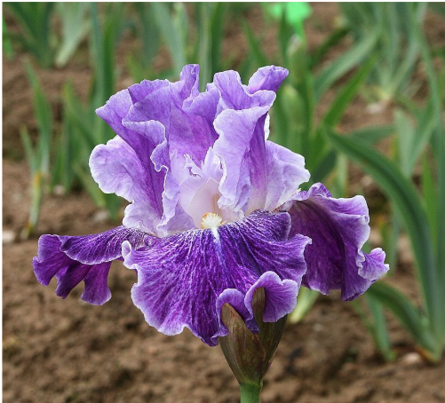 Iris Luminata